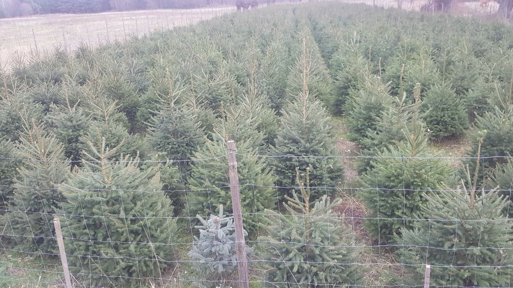 Plantacja choinek ,choinki świerkowe ,sadzonki świerka ,świerk.