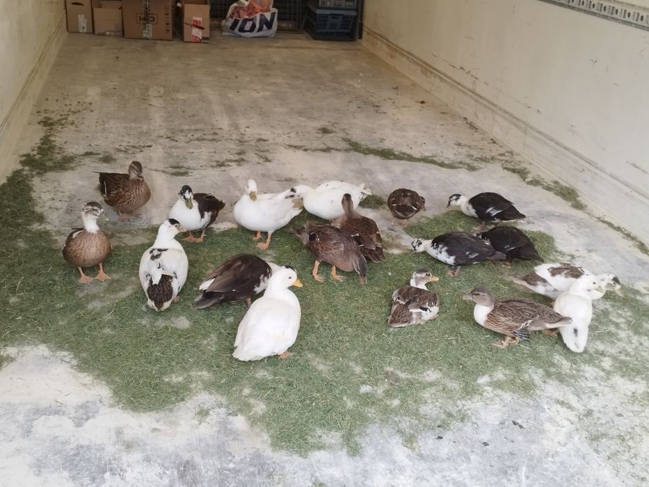 kaczory call duck