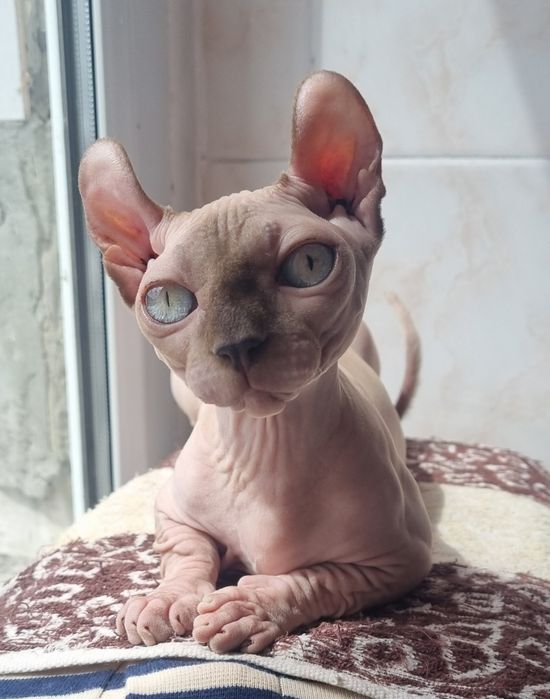 Котята двельф с изумрудными глазамими