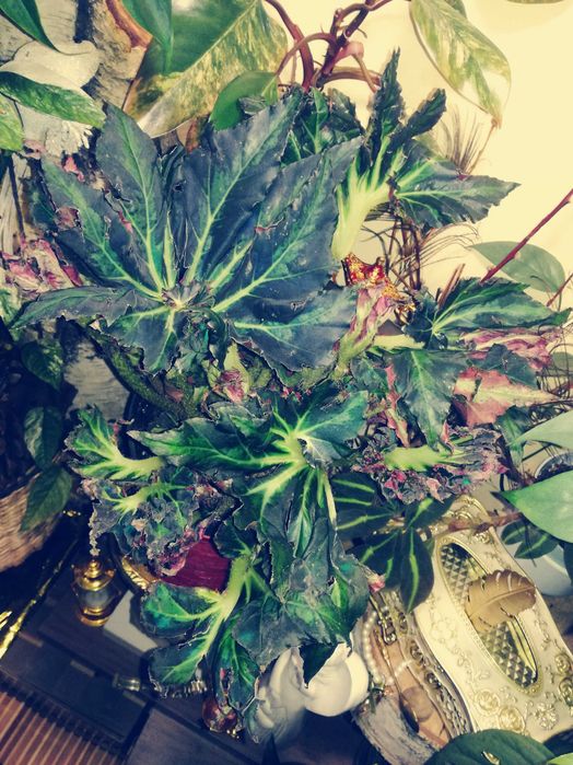 Begonia Heracleifolia Vampire Wampir monstera roślina UNIKAT