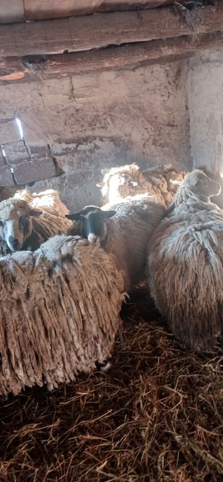 Продам овец и баранов