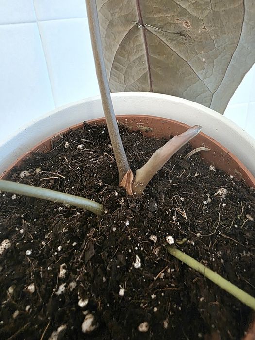 Anthurium Queen of Hearts
