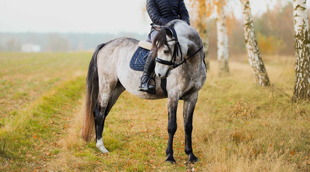 Ogier kuc feliński 4 lata