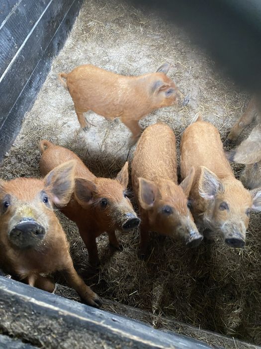 Продам поросята венгерська монголиця