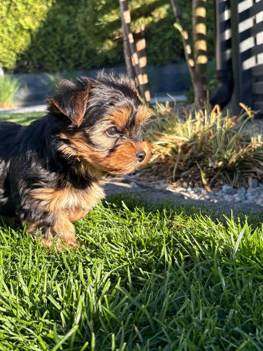 York Shire Terrier Suczka