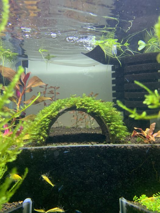 Esconderijo natural para peixes e camarões