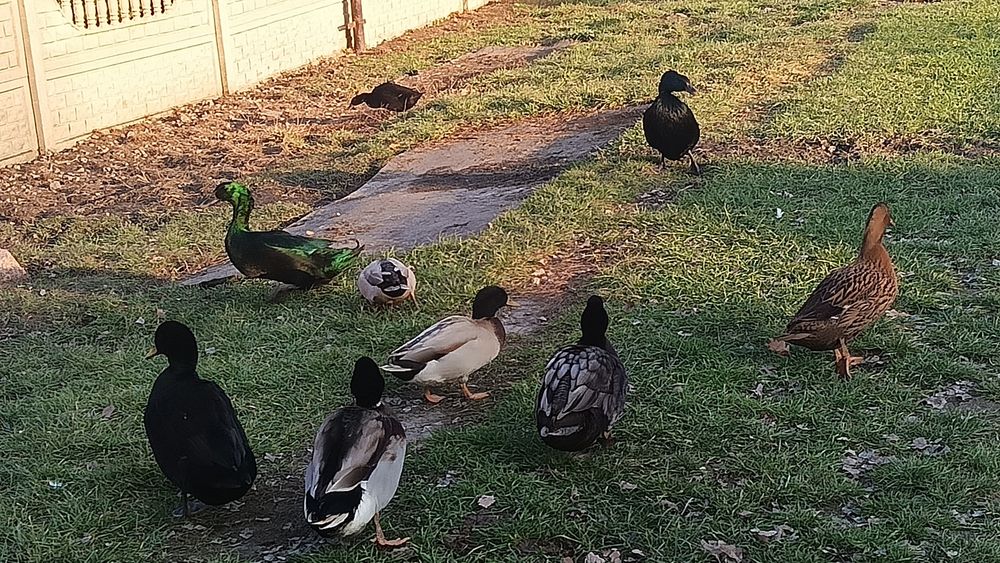 kaczki krzyżówki kajugi mieszane