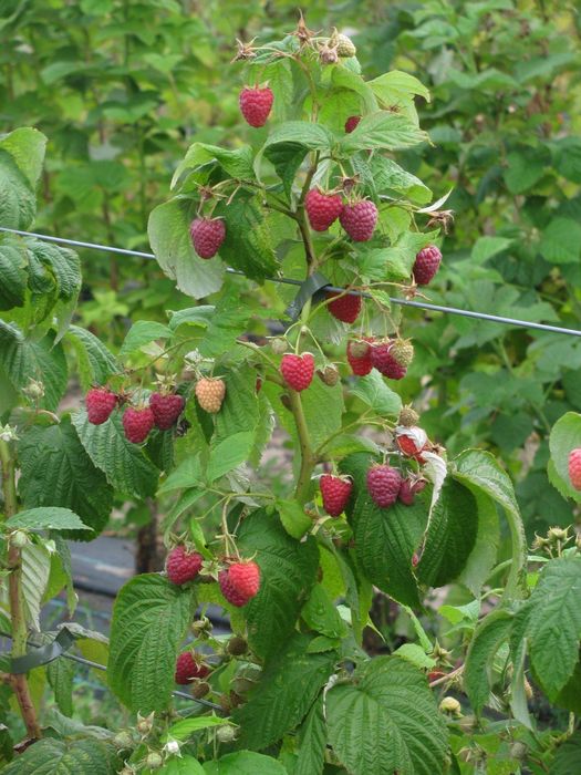 Malina slodka  - roslina kopana z gruntu