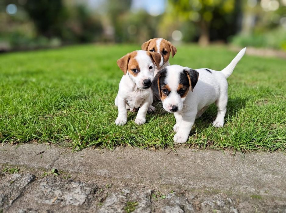 Jack Russell Terrier suczka