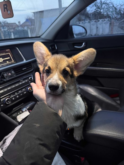 Шикарні цуцицки Коргі Пемброк готові до переїзду