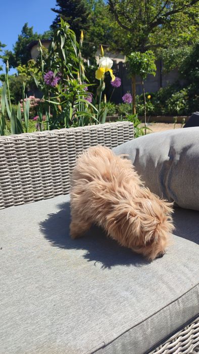 Maltipoo, Maltańczyk z Pudlem suczka samica Częstochowa