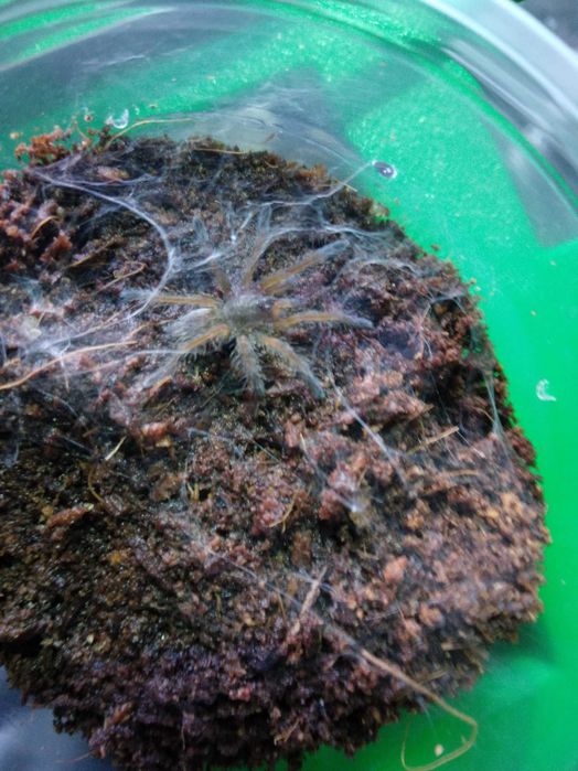 Harpactira pulchripes L2