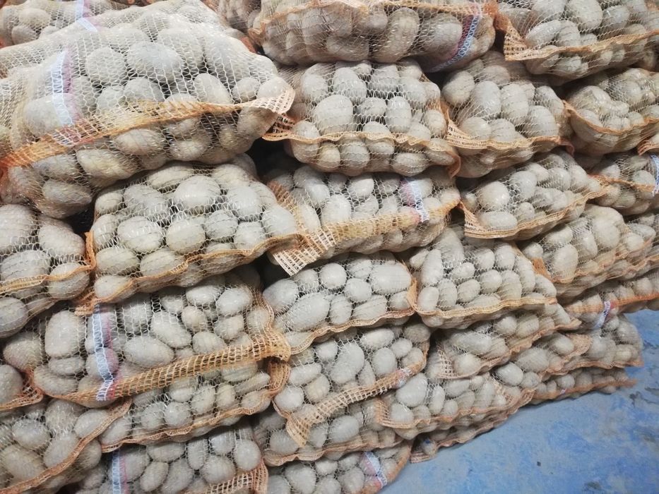 Ziemniaki jadalne Ignacy