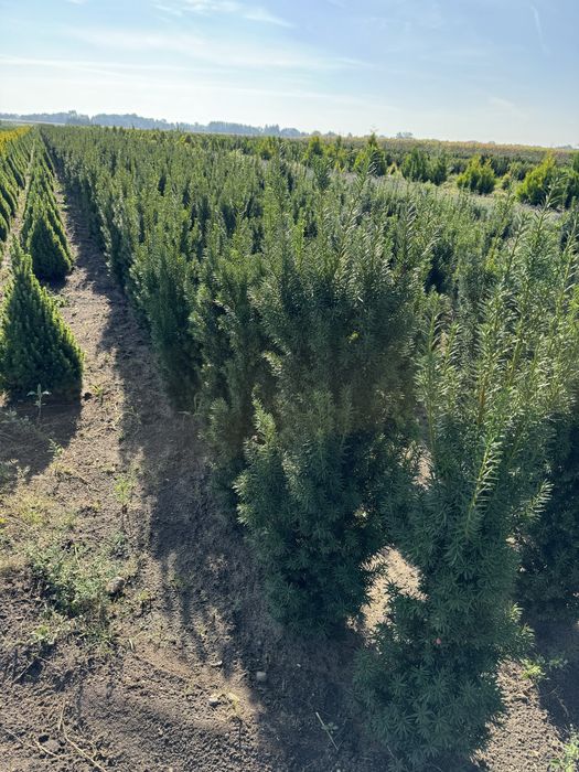 Cis hicksi  taxus