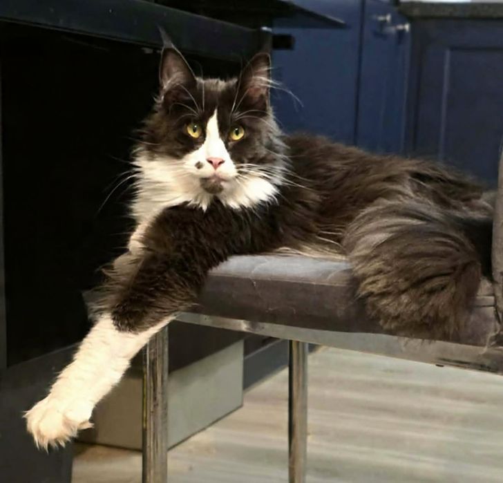 Kocurek Klark ur.20.02.26.