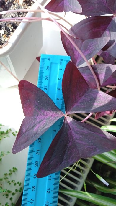 Срезы плектрантус, плющ, сингониум, пеперомия, эпипремнум