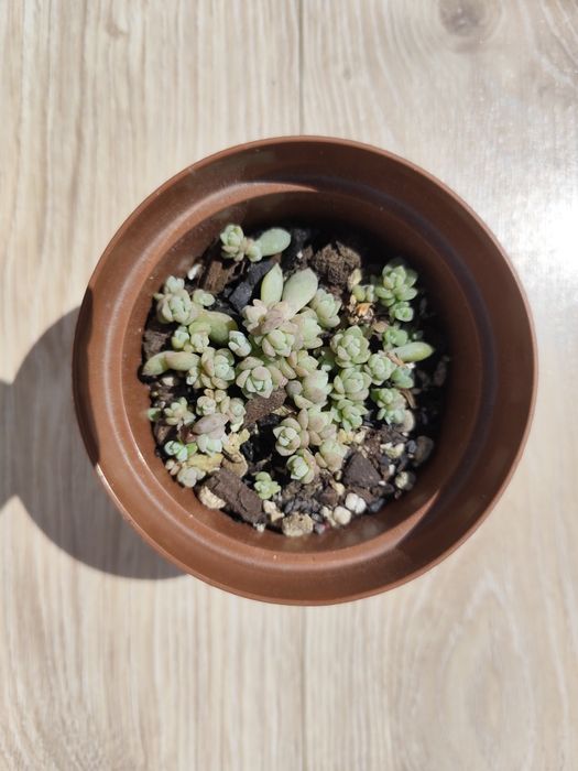 Echeveria Prolifica