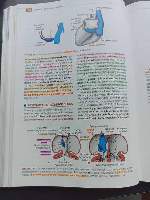 Embriologia Langman Sadler T.W.