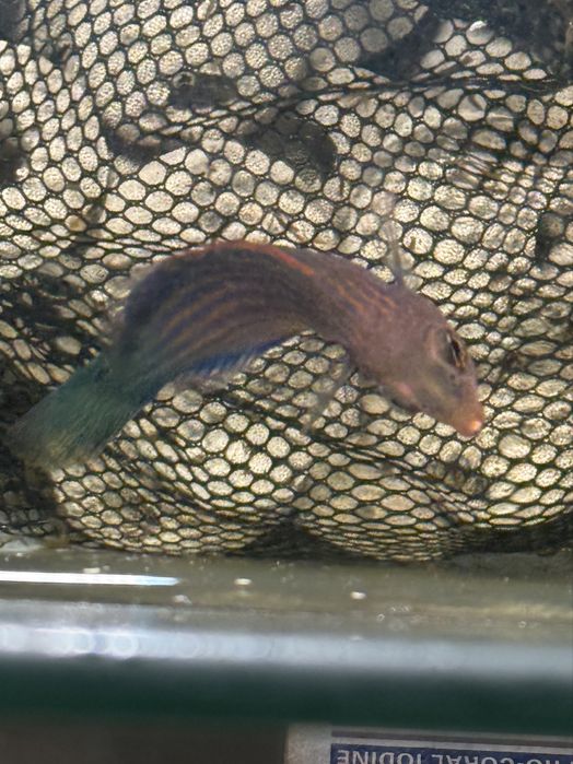 Troco ou vendo peixe de água salgada six line wrasse