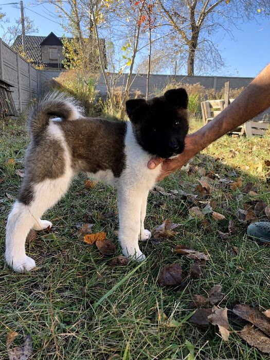 Щенки американской акиты