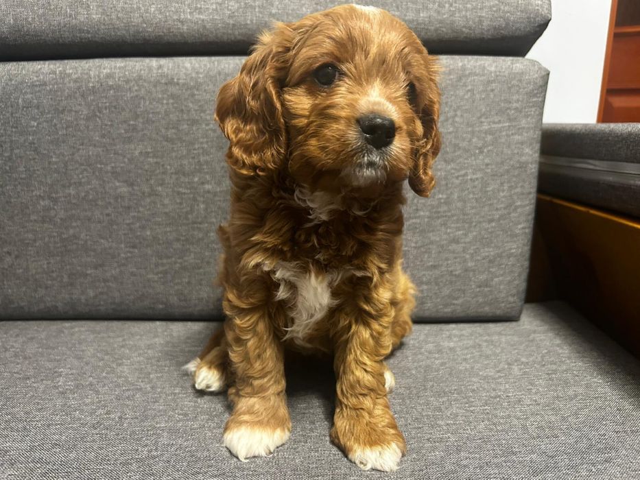 Cavapoo sunia do odbioru