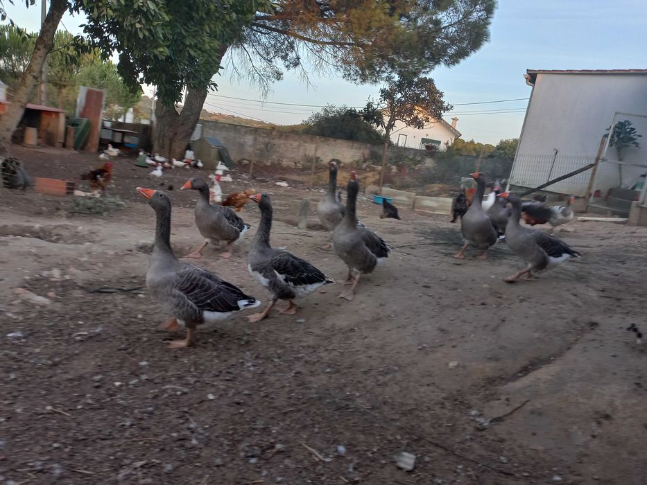 Patos gansos e mudos