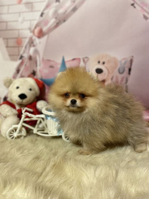 Малыш померанский шпиц! Кукольный мальчик!