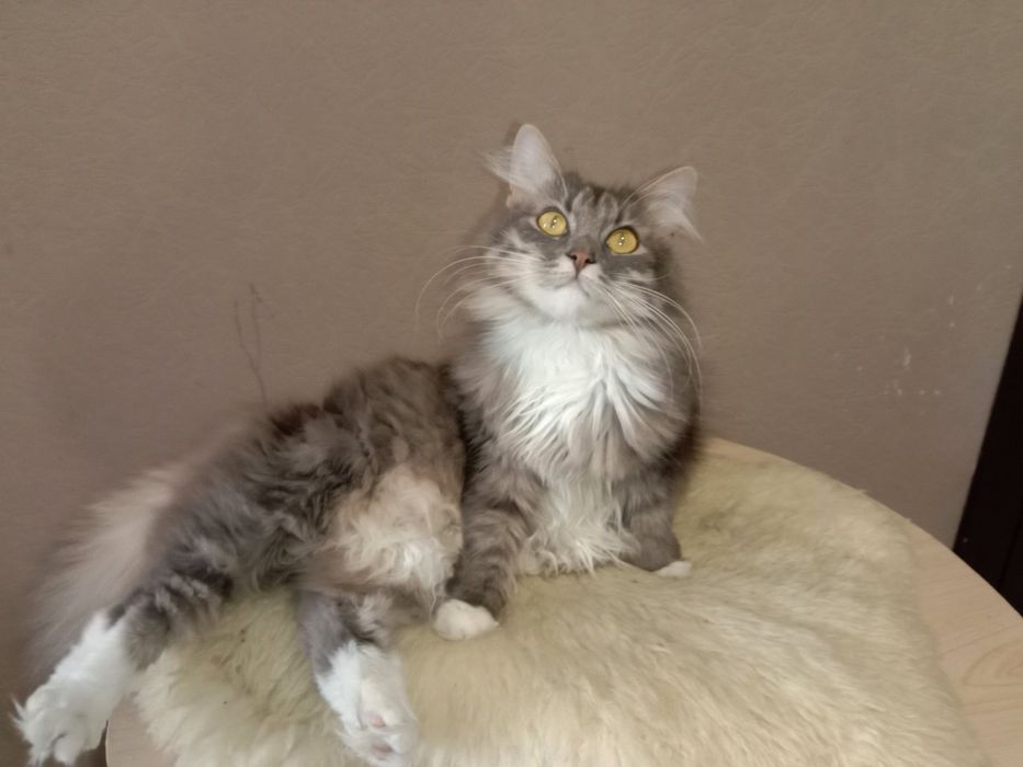 Кошка Сильва в хорошие руки