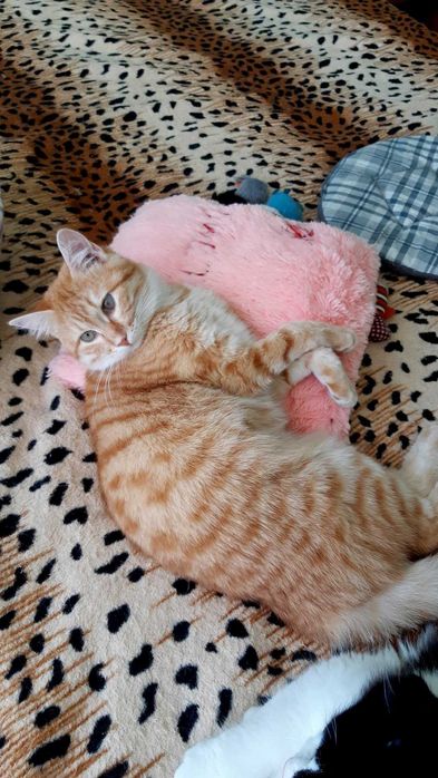 Кошечка Ханни ищет дом и семью