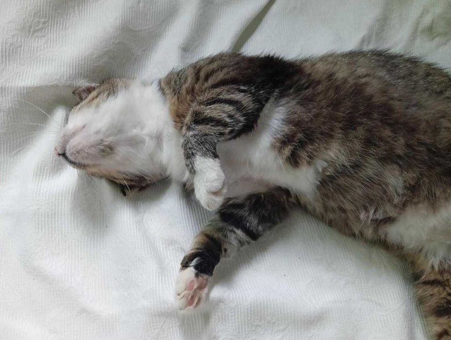 Skrzypek,kocia dobroć czeka na adopcję.