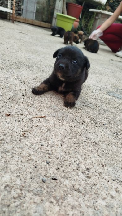 Dou cães  com 1 mês