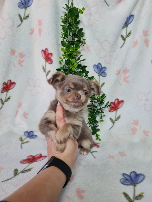 Excecional menino mini pelo comprido Chihuahua/Chiuaua de Qualidade