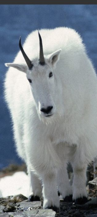 Шаль 100% кашемір