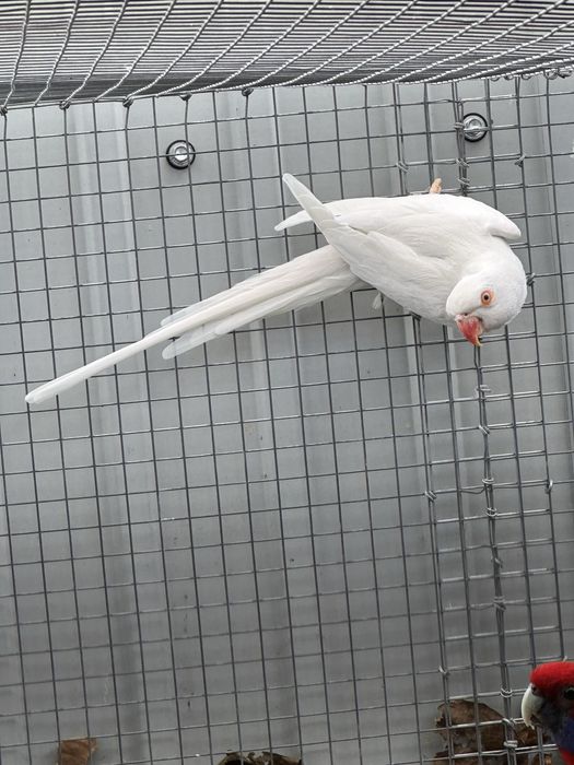 Casal Ring Neck reprodutor