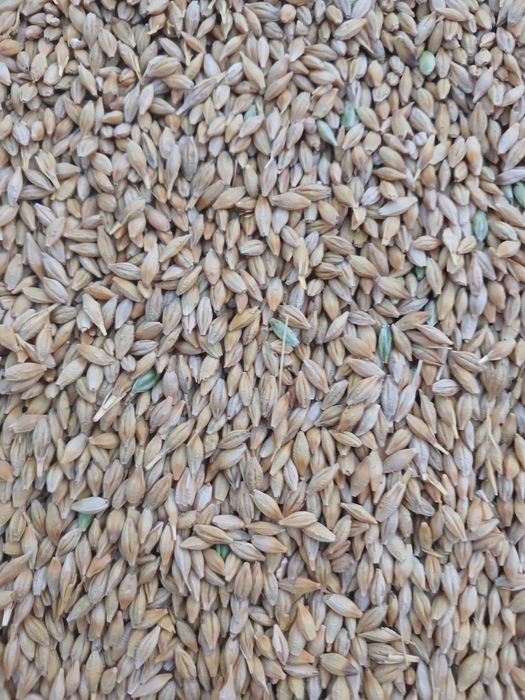 Продам насіння ярого ячміня Аверс перша репродукція.