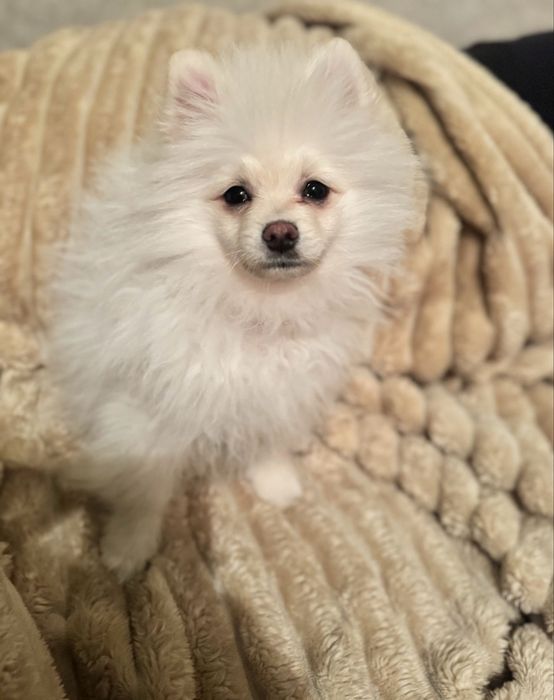 Продам щпица в хорошие руки