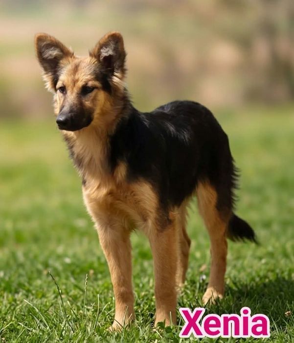 Xenia do adopcji