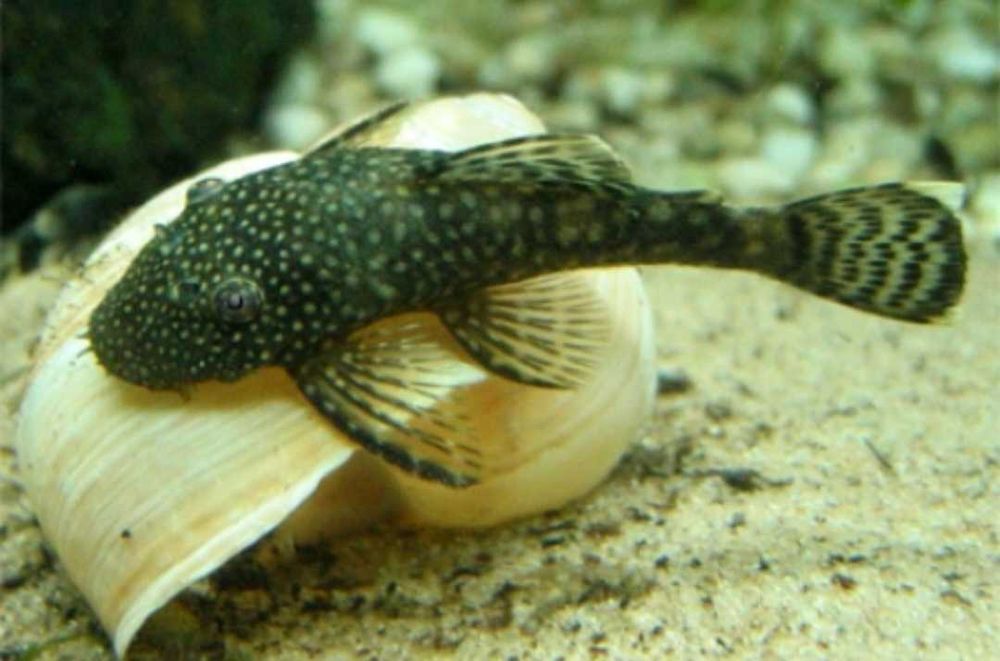 Анциструс, сом Папуга рибки