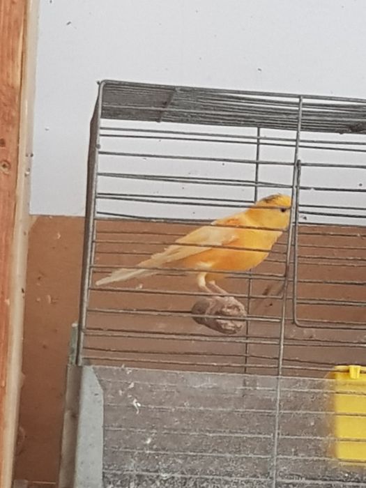 Клітки для канарейки.