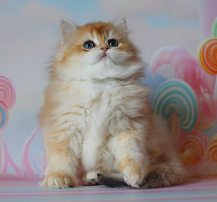 Це дитя мрія кожного, подаруйте собі щастя!