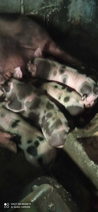 Продам поросята породи французький петрен