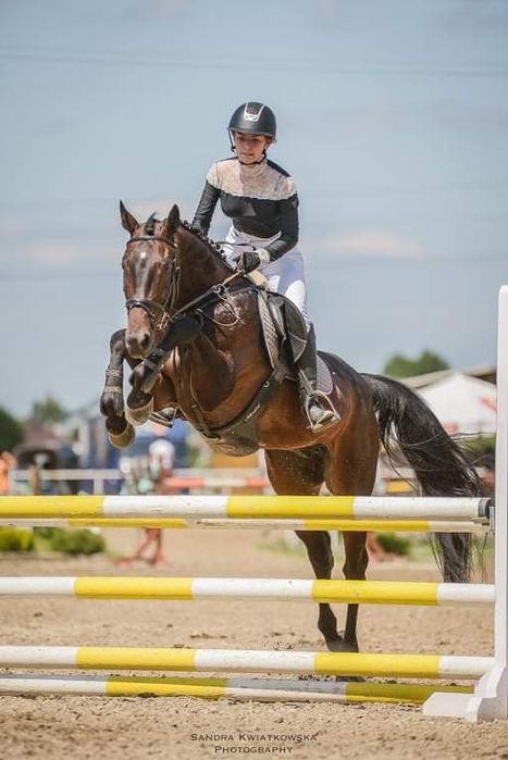 Sprzedam walacha westfalskiego, po LANDACORD