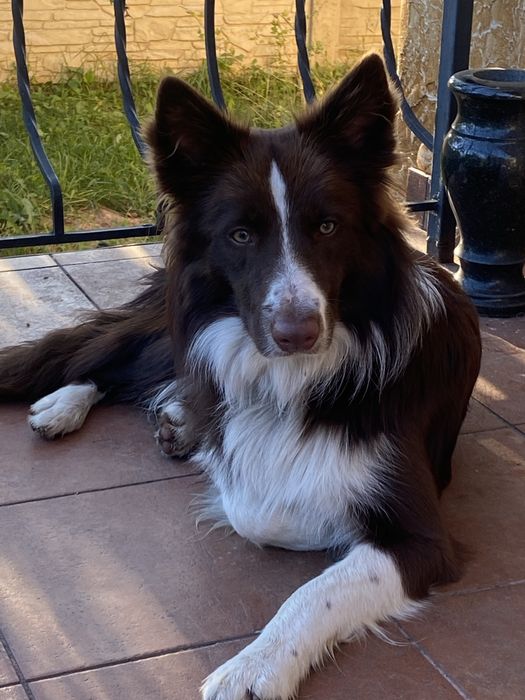 Вязка бордер колі  кобель