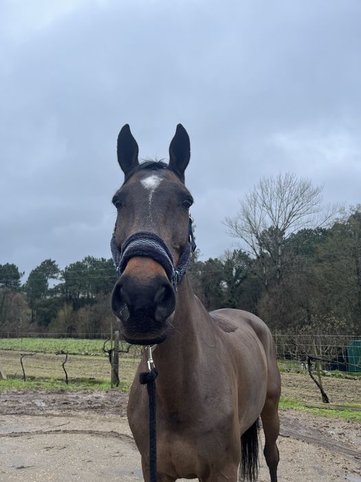 Cavalo de obstáculos