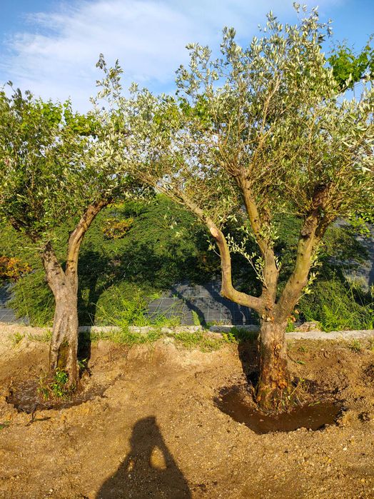 Oliveiras para venda