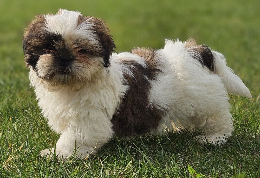 Shih tzu Tri Color