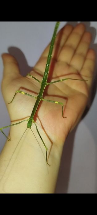 lonchodiodes sp. “ilocos” Паличник богомол