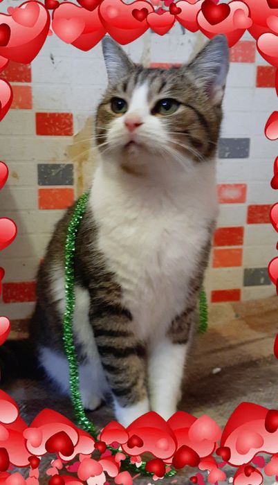 Стерилизованые котики и кошечки ищт семью