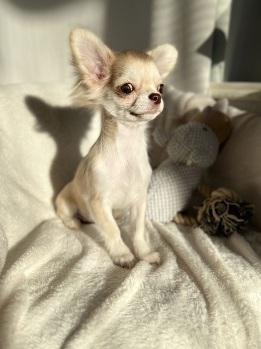 Чіхокрасуня КСУ-FCI