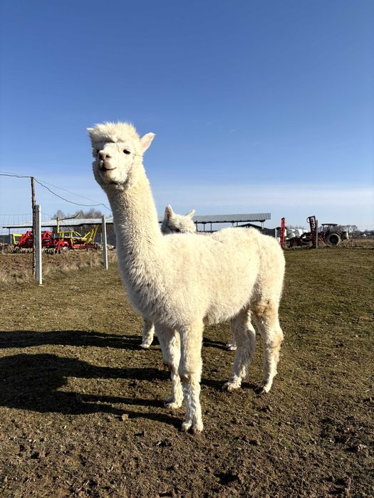 Alpaka  - samiec